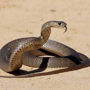 Snake Bite Awareness