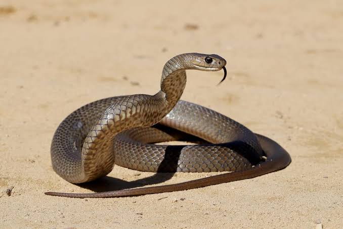 Snake Bite Awareness