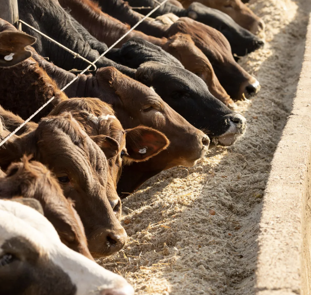 Basic Feedlot Course